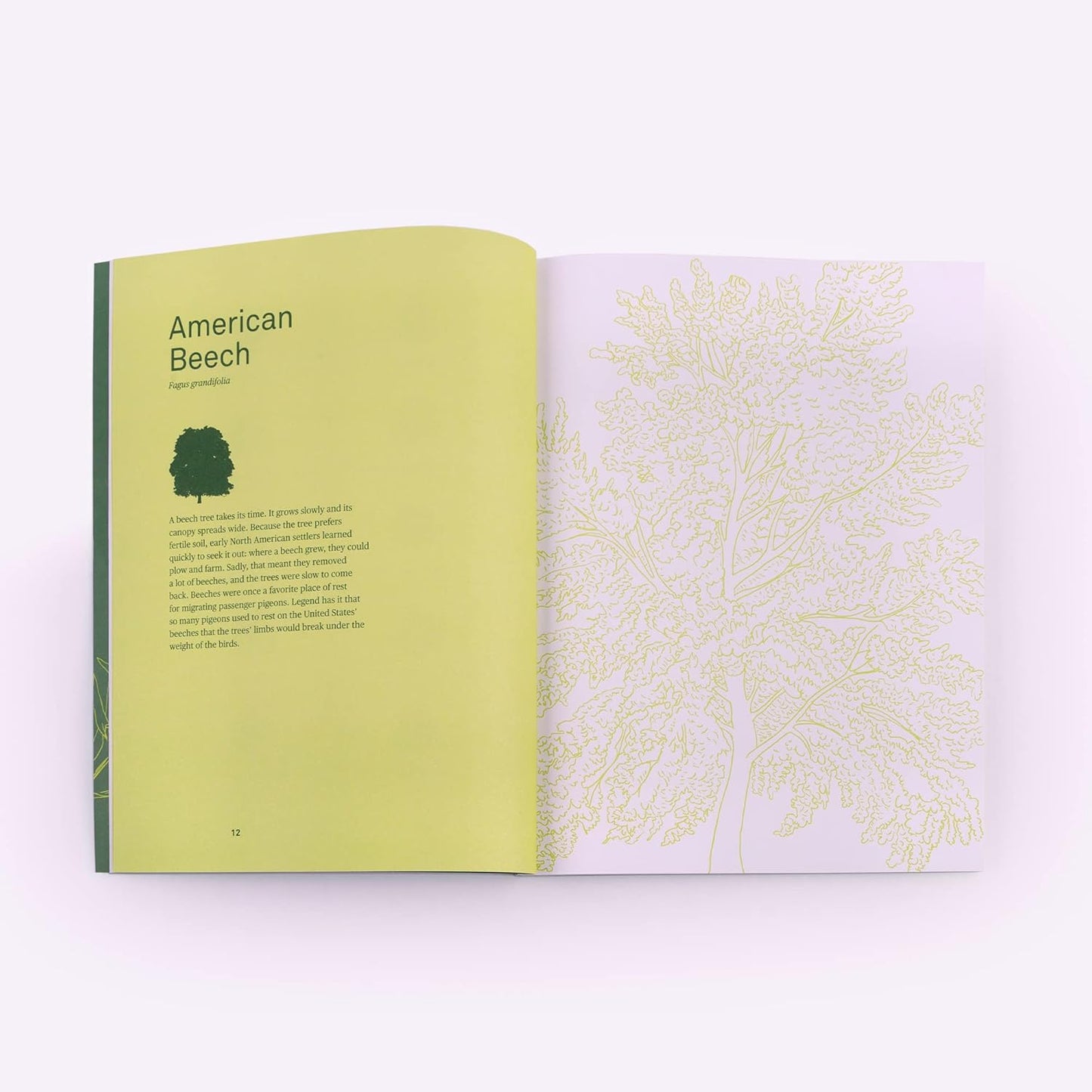 Drawing Trees: Trace Thirty Different Trees and Their Leaves, Branches, and Seeds by Leah Koransky